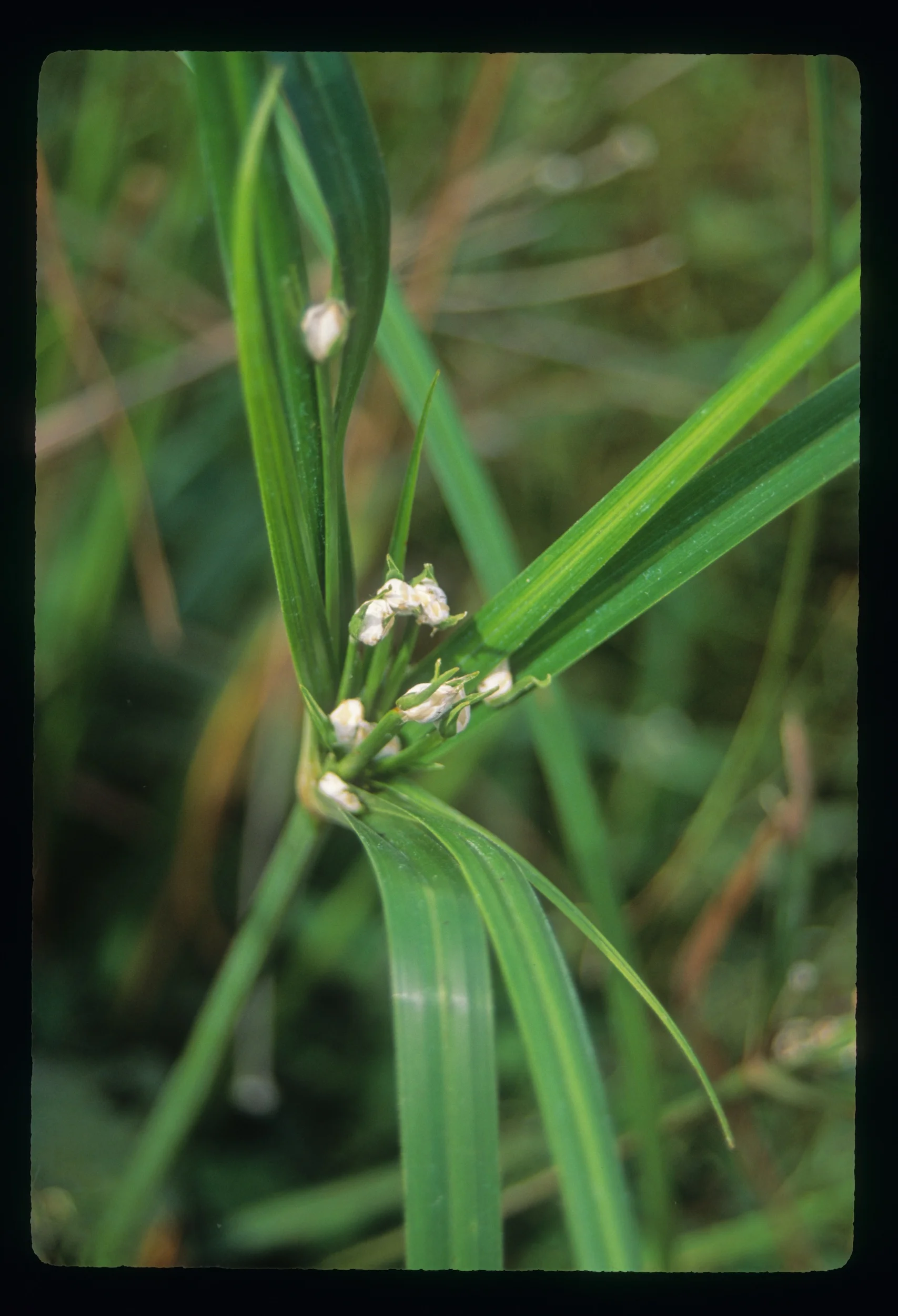 Photo+6+Cyperus+fungus+flower.jpg