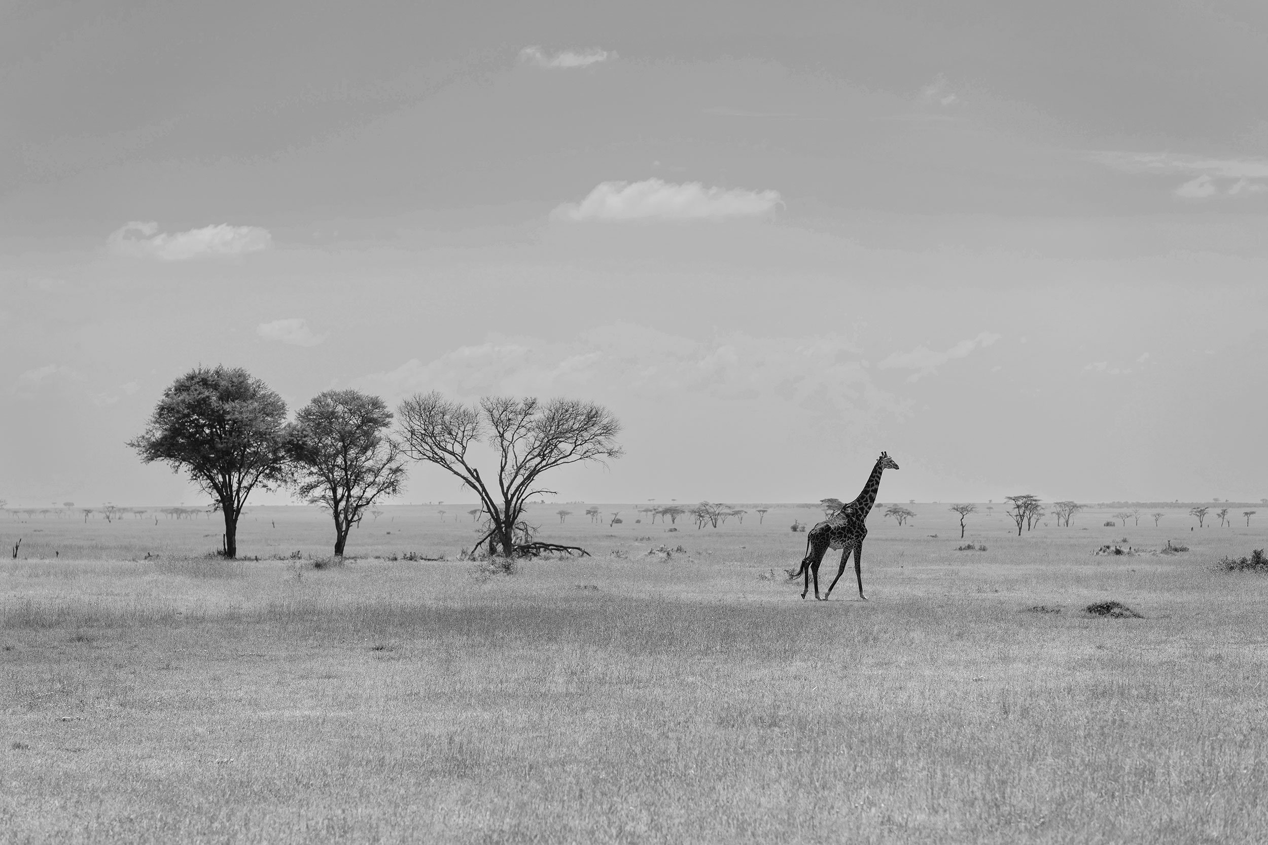 tanzania-photographer-honest-work-19.jpg