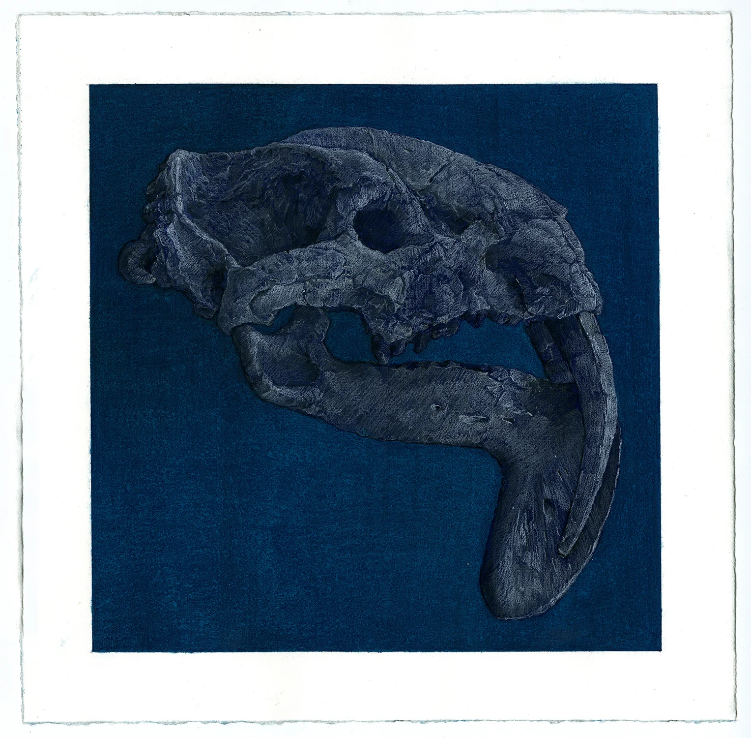 Saber-Toothed Tiger Fossil. pastel pencil on hand-toned gouache paper. 10" x 10". 2017