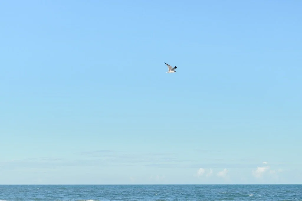 Engagement Proposal Charleston South Carolina | Hosanna Wilmot Photography -15.JPG