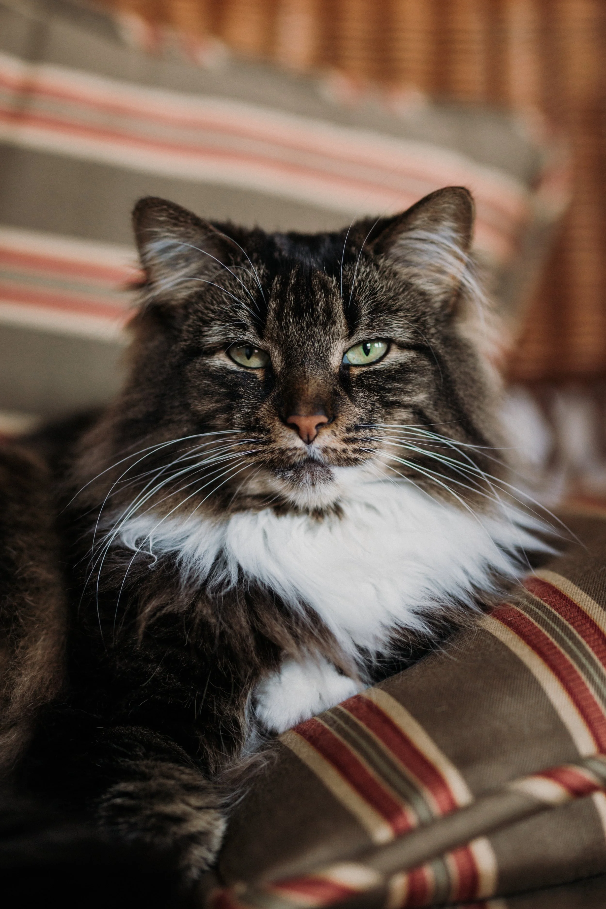 Juliestgeorgesphotographe_FelineIntervention01.jpg