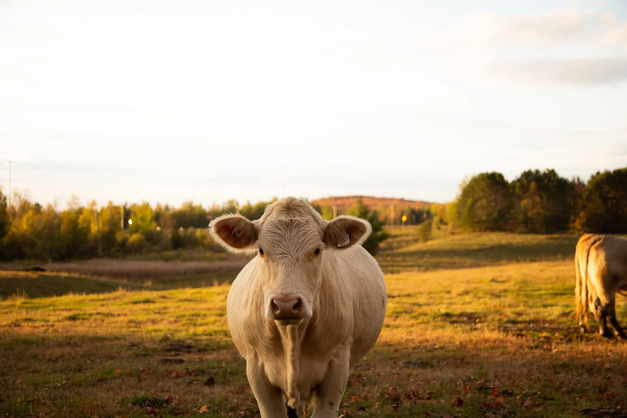 Estrie_Vache_Juliestgeorgesphotographe.jpg