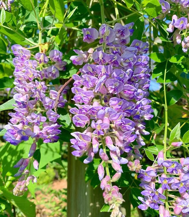 Blue Moon Wisteria in full bloom in the gardens now! 🌙 &bull;

We also have them available in 2G pots for $35