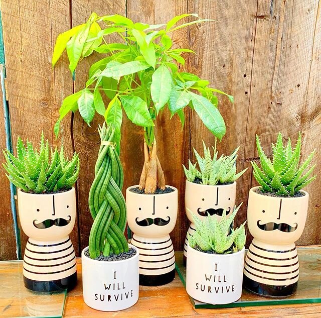 Fathers Day Special! &bull; &ldquo;Hugo&rdquo; and &ldquo;Survive&rdquo; planters for $30!