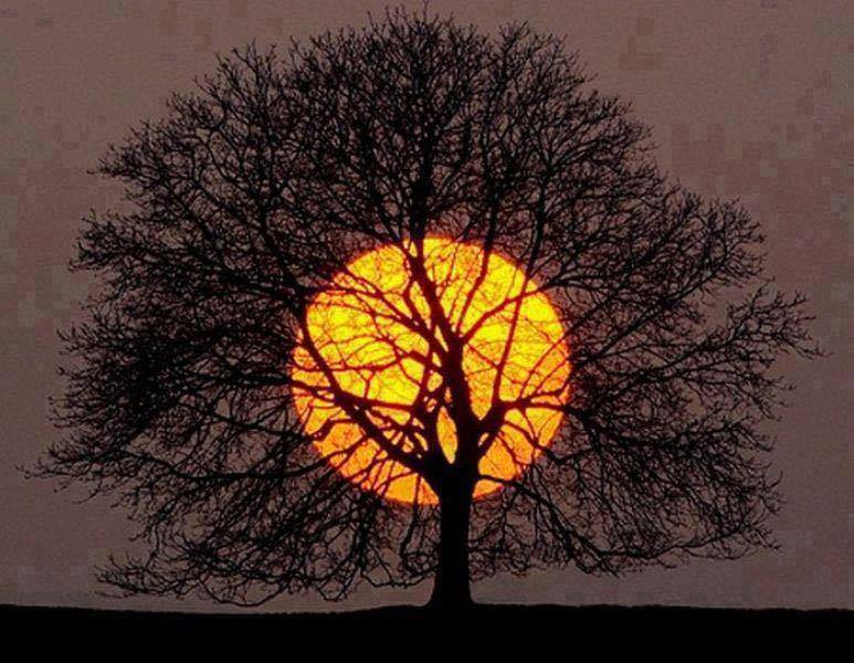 SunTree1.jpg
