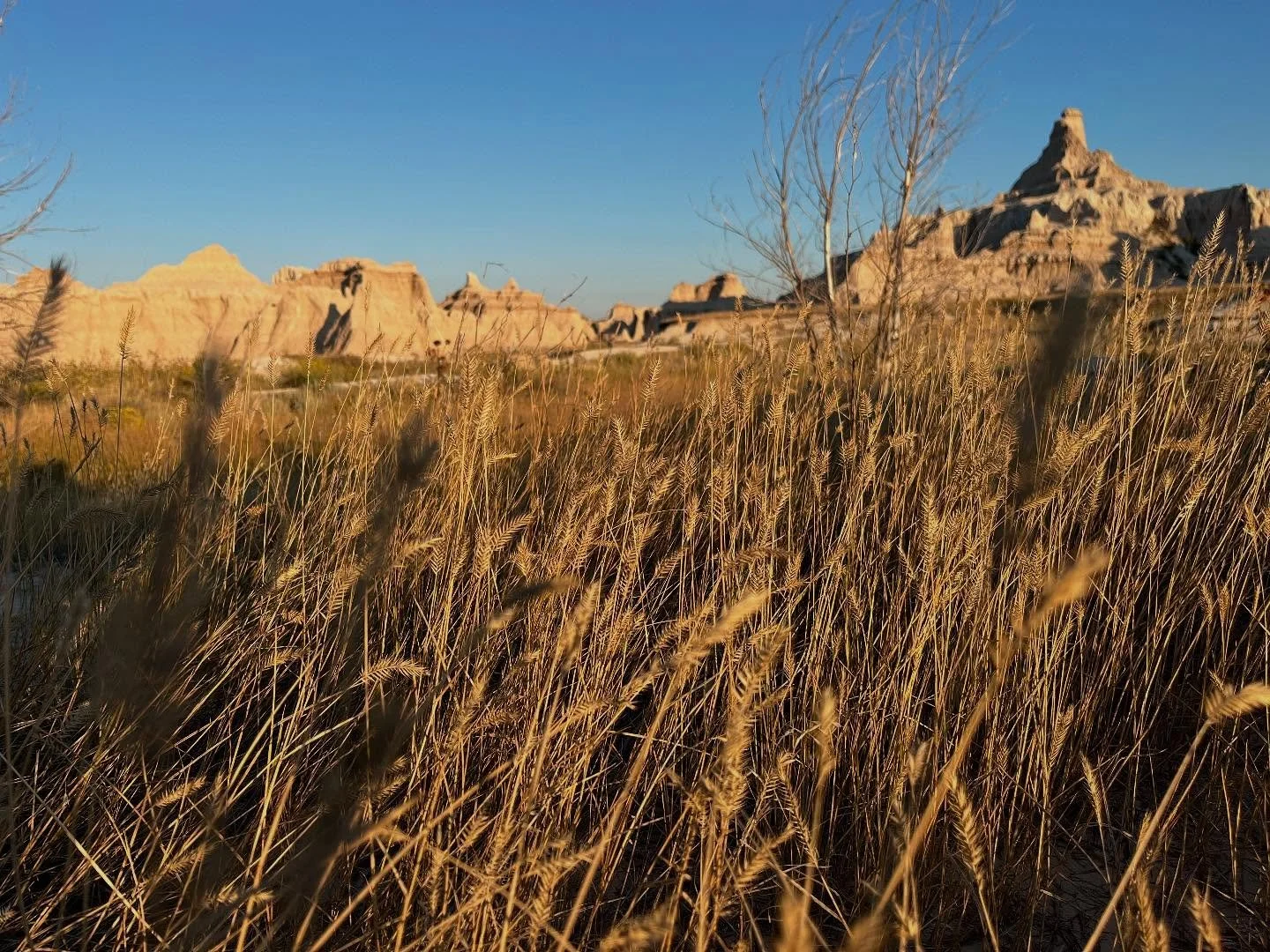 South Dakota photo splash #1. Forest, prairie, grassland, Badlands. 8 or so days exploring one beautiful state. 🥹✨

🏔️🌲🌽🌱🌻 🪨