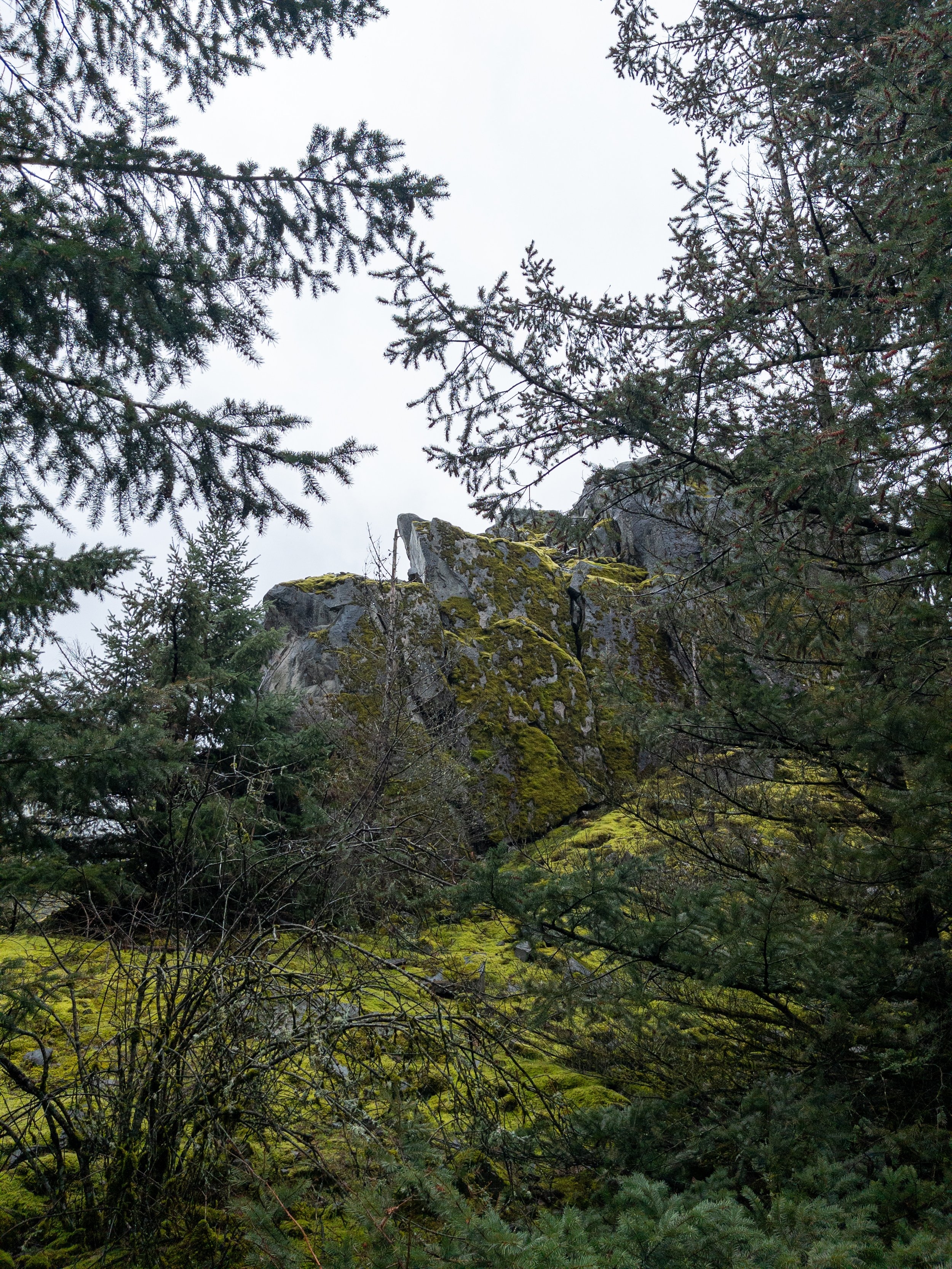 Tree branches covering a big rock with moss at Government Cove Peninsula