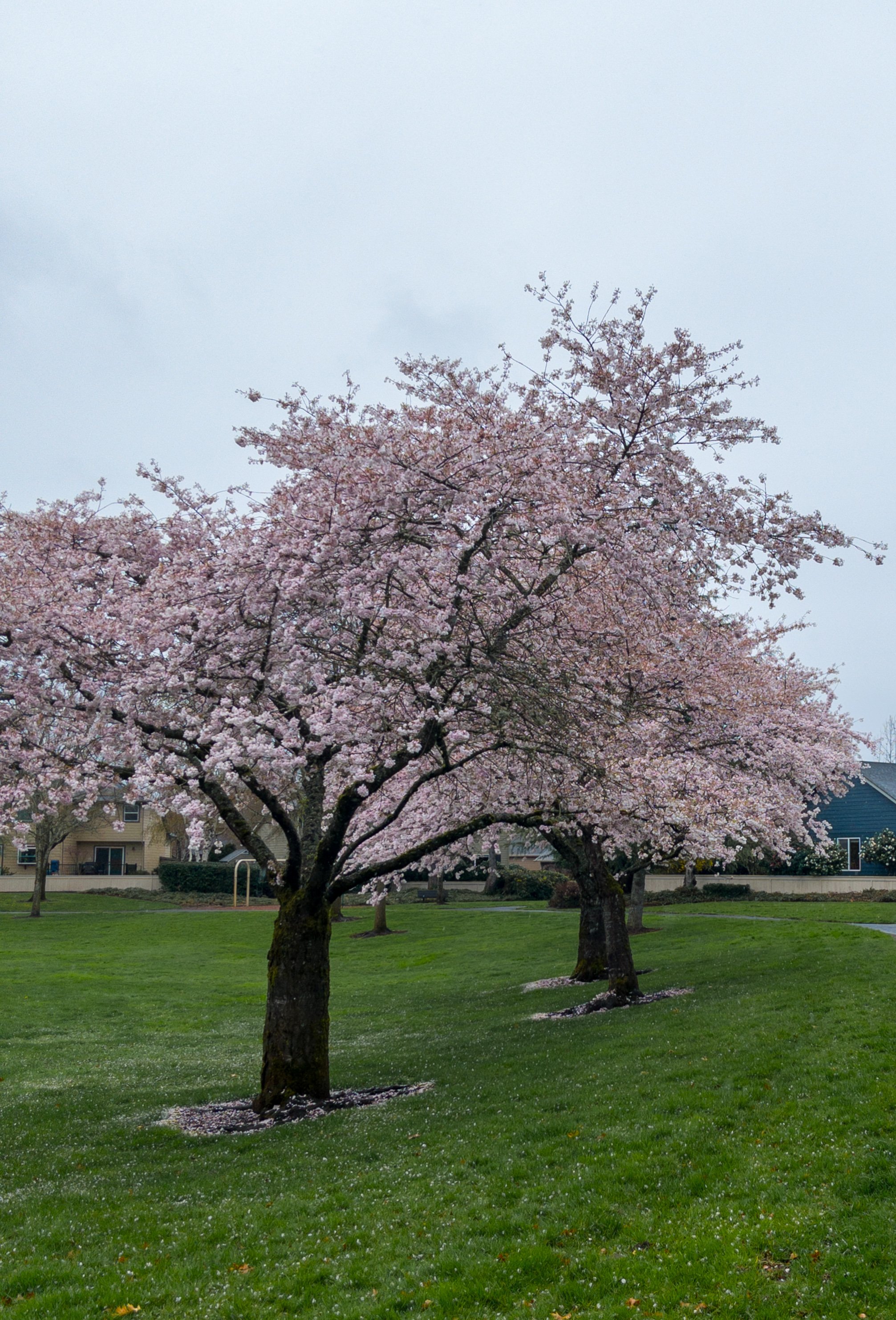Two flowering trees with pink flowers at Heritage Park in Camas, WA