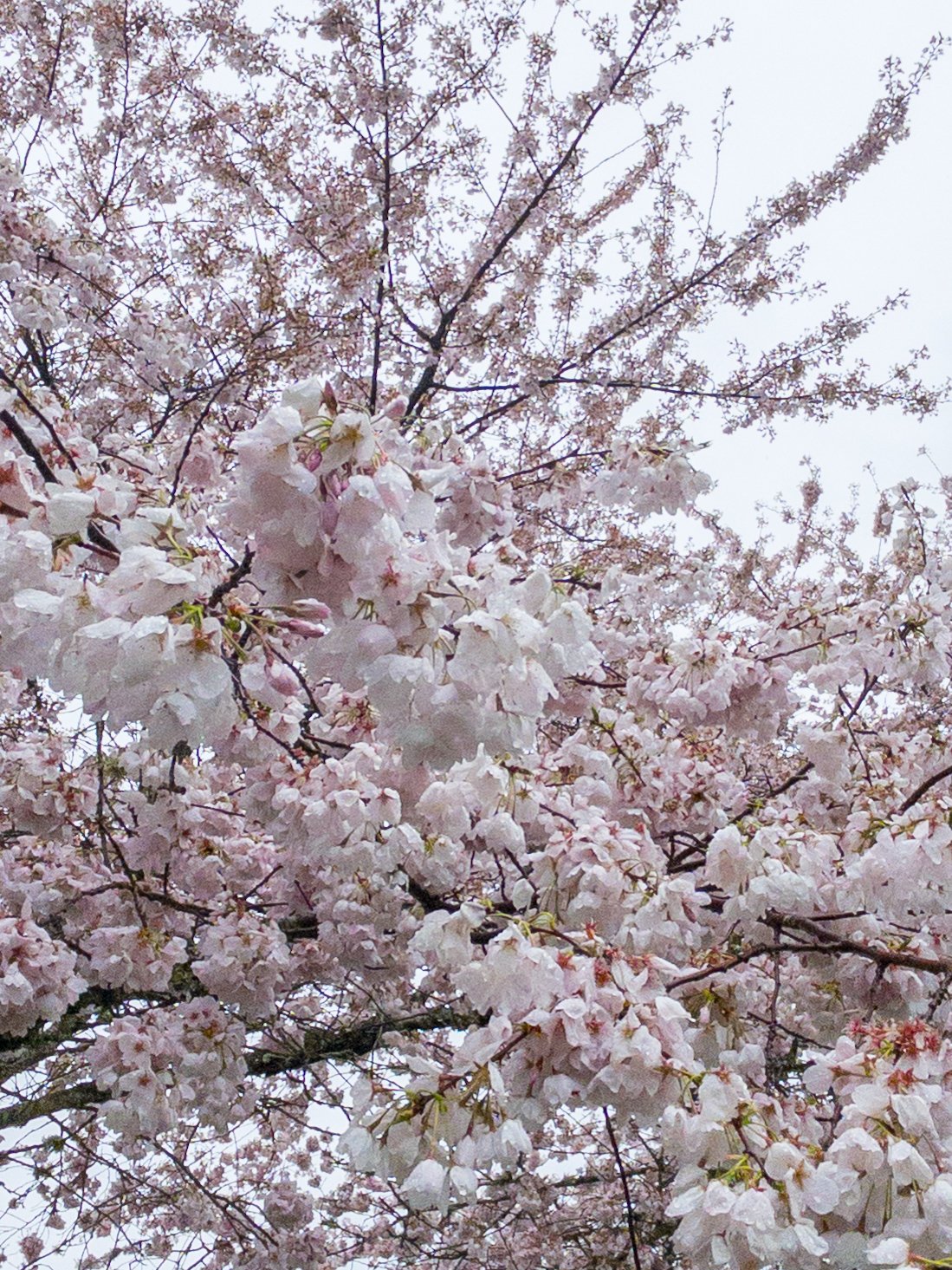 Close-up of blossoms from pink flowering tree