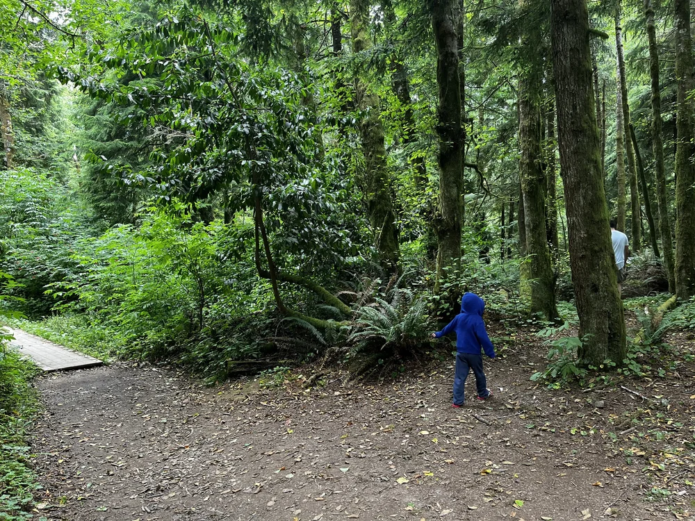 Boy in blue sweater walking on a forest path