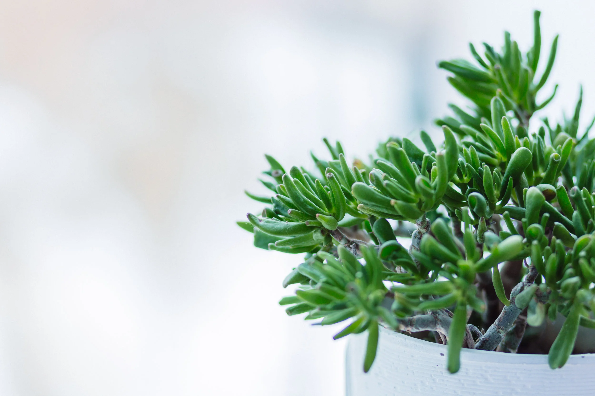 “I’ve noticed that I am more kind to myself and others through practicing CCT and leveraging the tools we learned in class. I feel more connected with the world, nature, myself, which has been transformational”