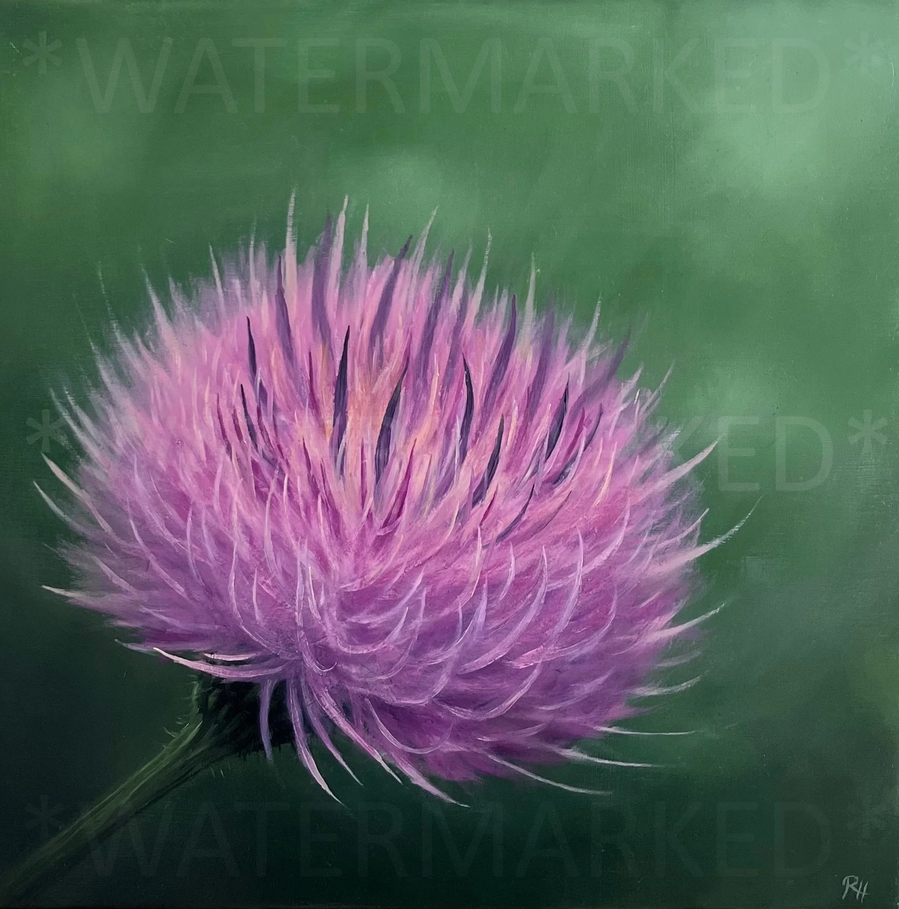 Thistle