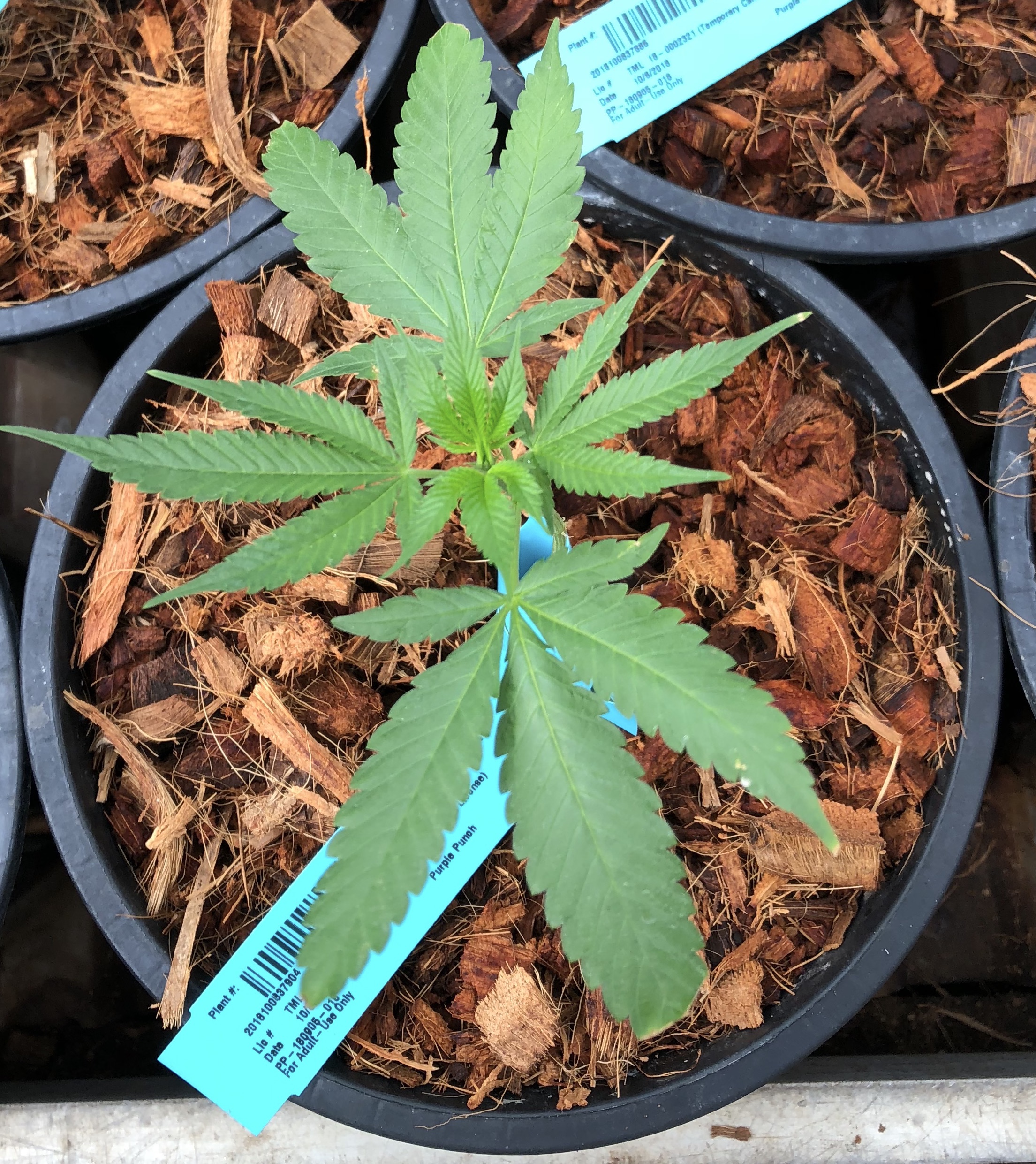 The more informed children are about cannabis, the better equipped they are to make decisions on using it.