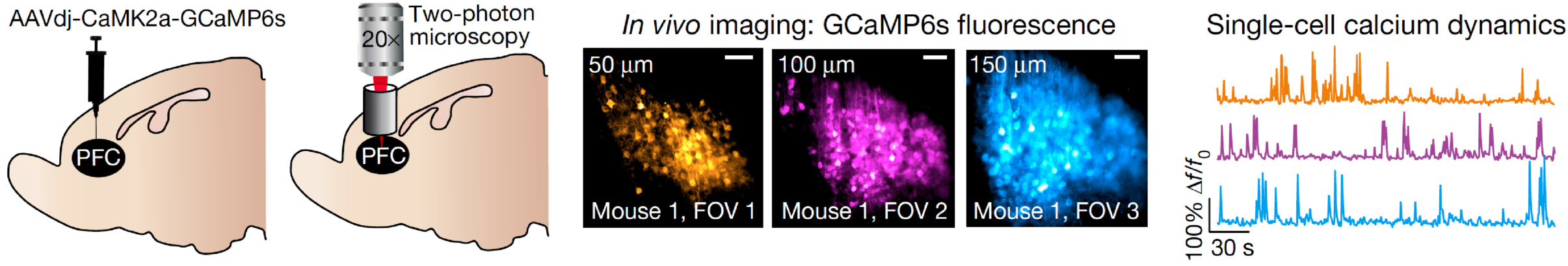 2p imaging in PFC.png
