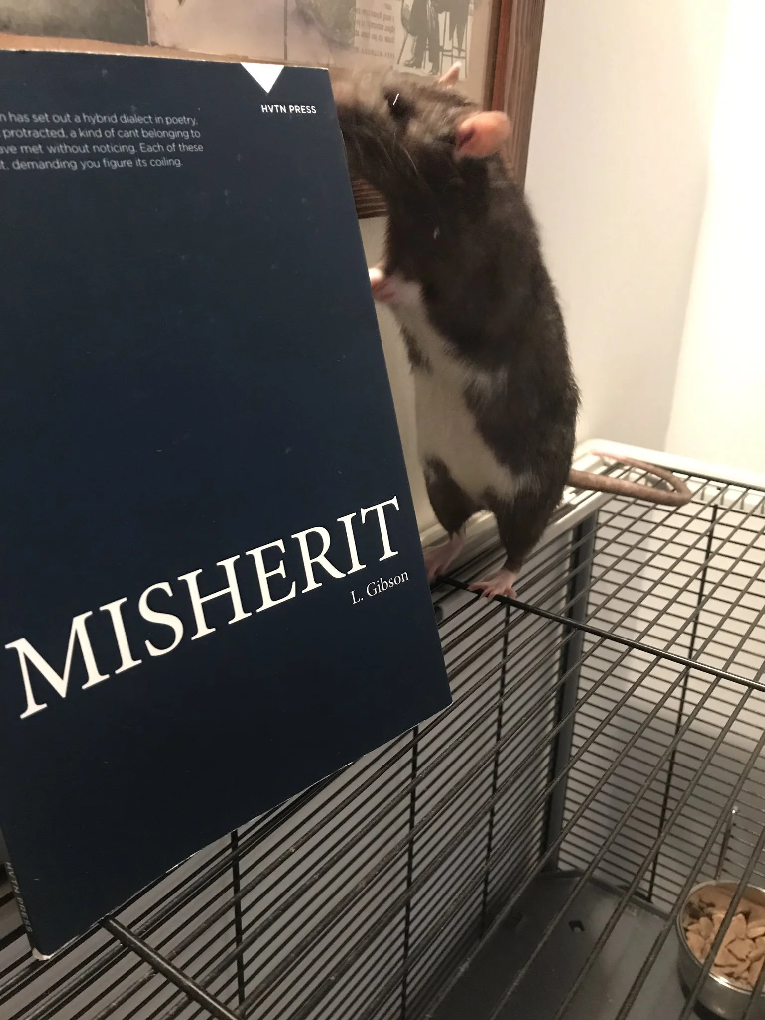 david misherit.jpeg