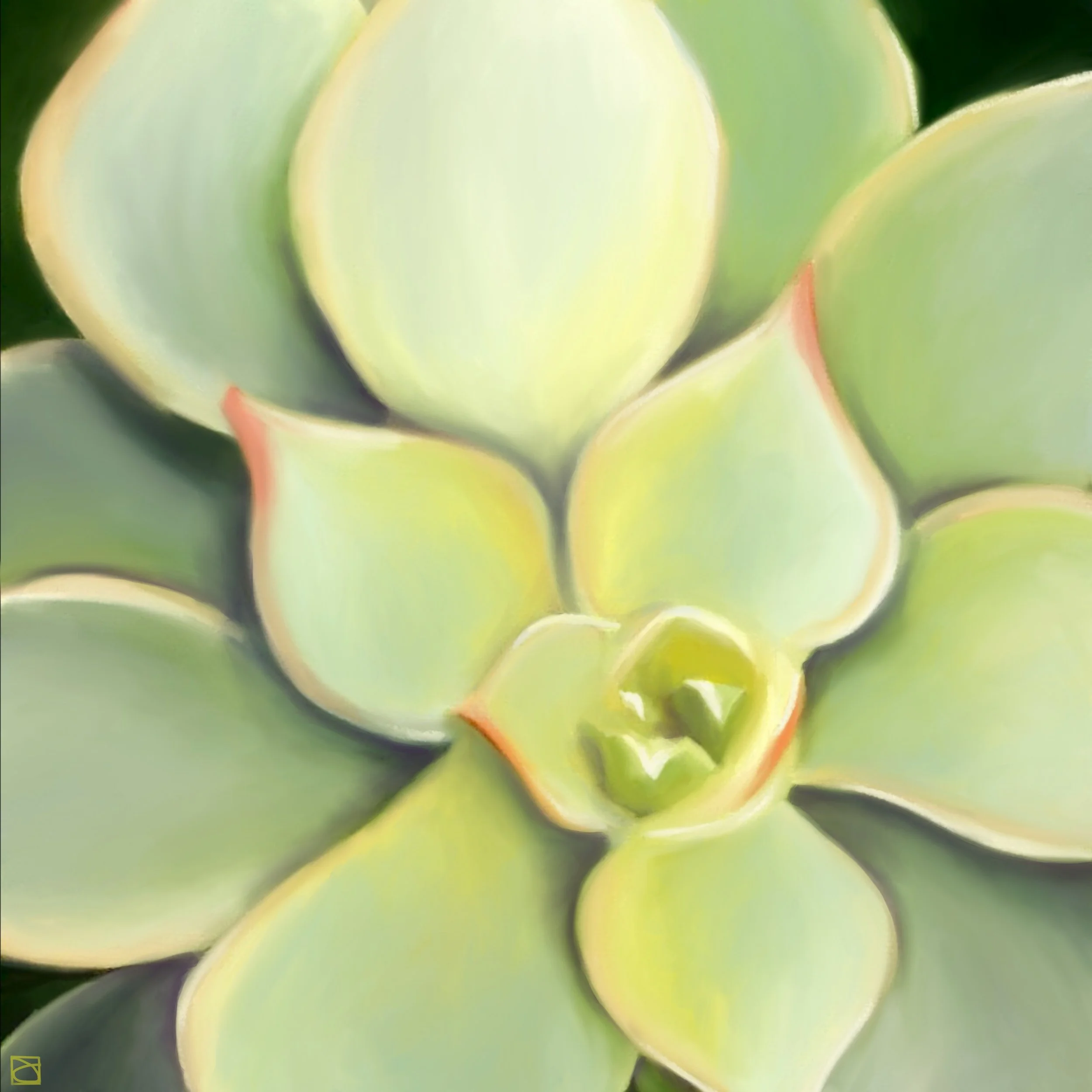 Echeveria_for prints.JPG