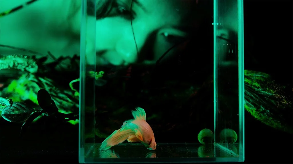 Nature in Glass_2.jpg