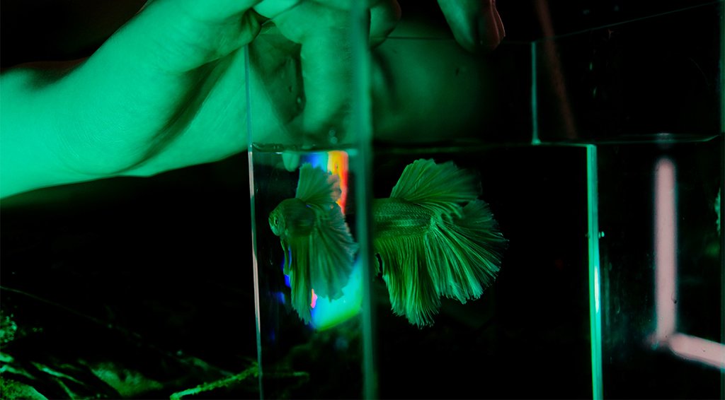 Nature in Glass_3.jpg