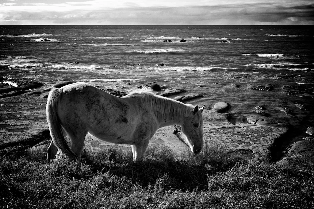 East-Cape-Horses