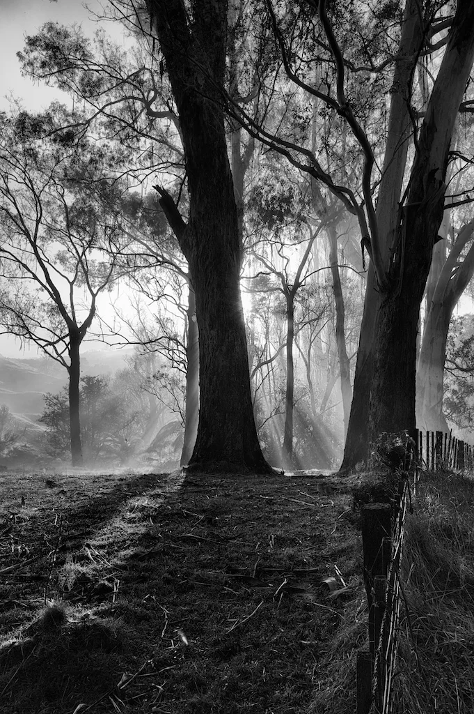 Misty-Mornings