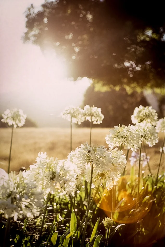 Flare-2