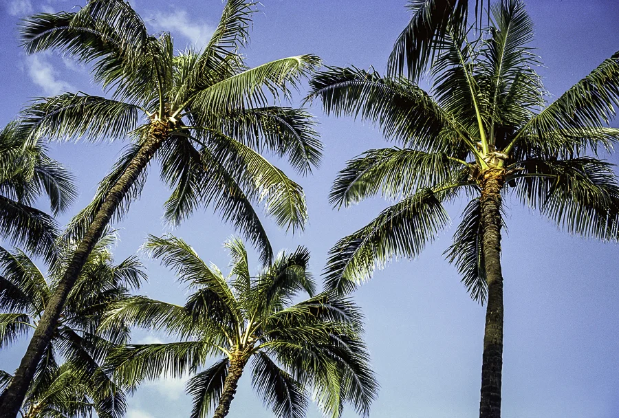 Two rolls in Oahu 15