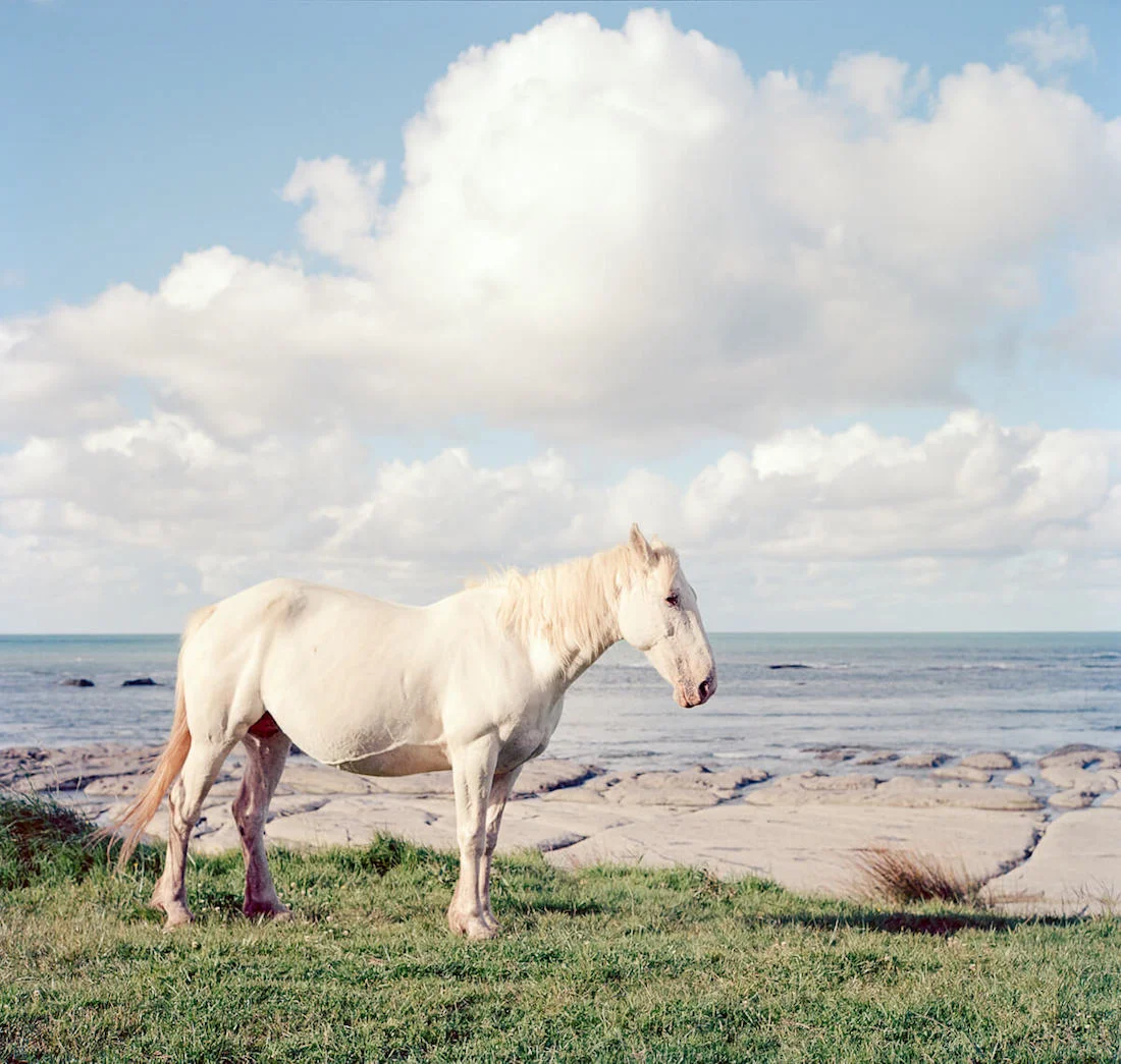 Let there be Horses