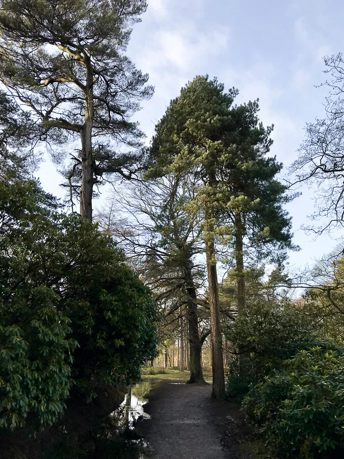 The Reluctant Photographer - Longshaw Wooded Path.jpg