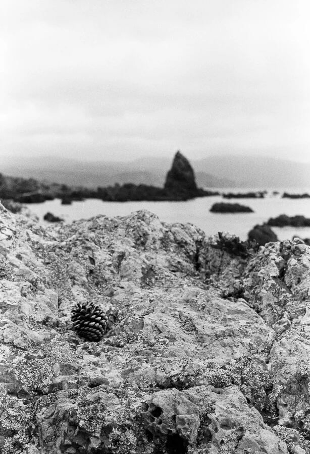 Ilford HP5 Plus - Around the Bays - Pine Cone on the Rocks.jpg