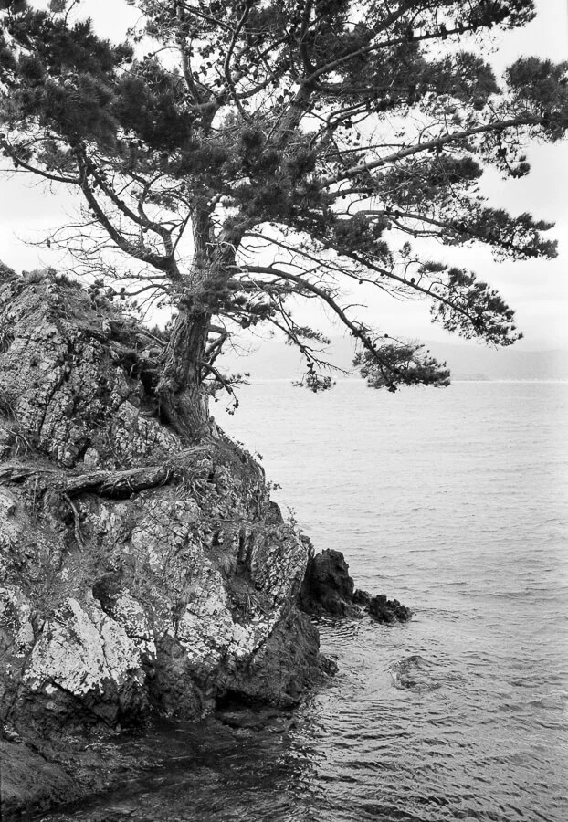 Ilford HP5 Plus - Around the Bays - Tree and Sea Closeup.jpg
