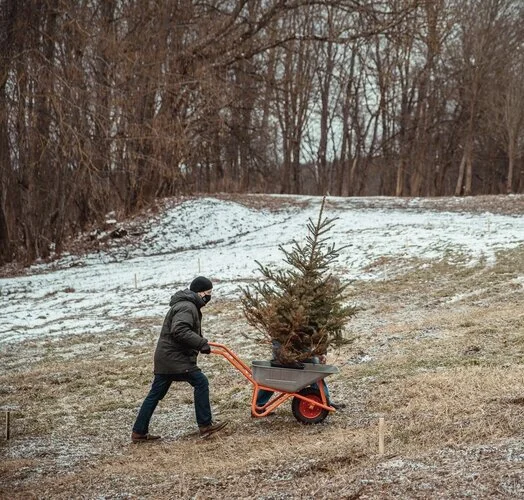 Lithuanian capital plants world's first Christmas Forest from residents’ potted holiday trees
