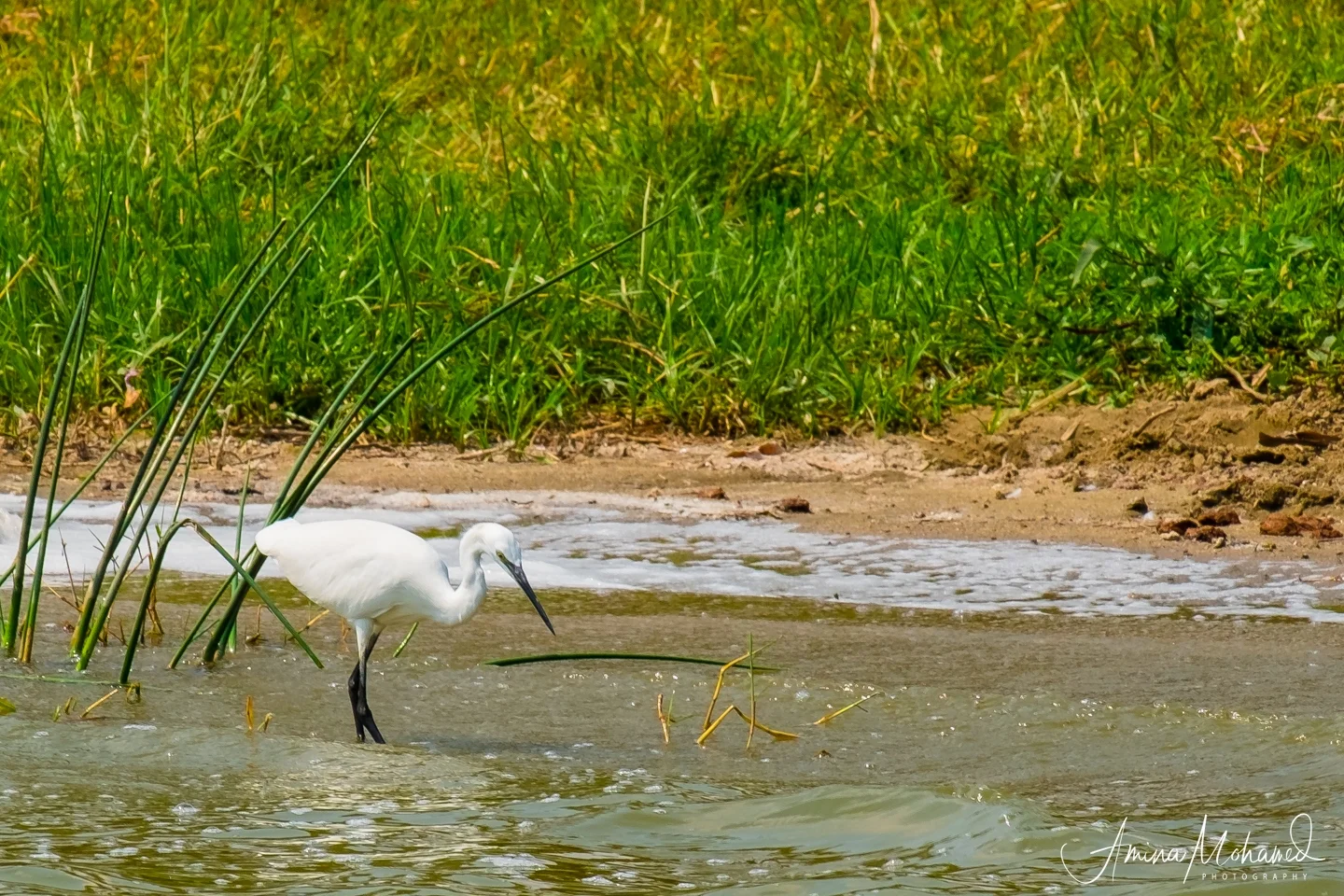 Egret at Kazinga Channel