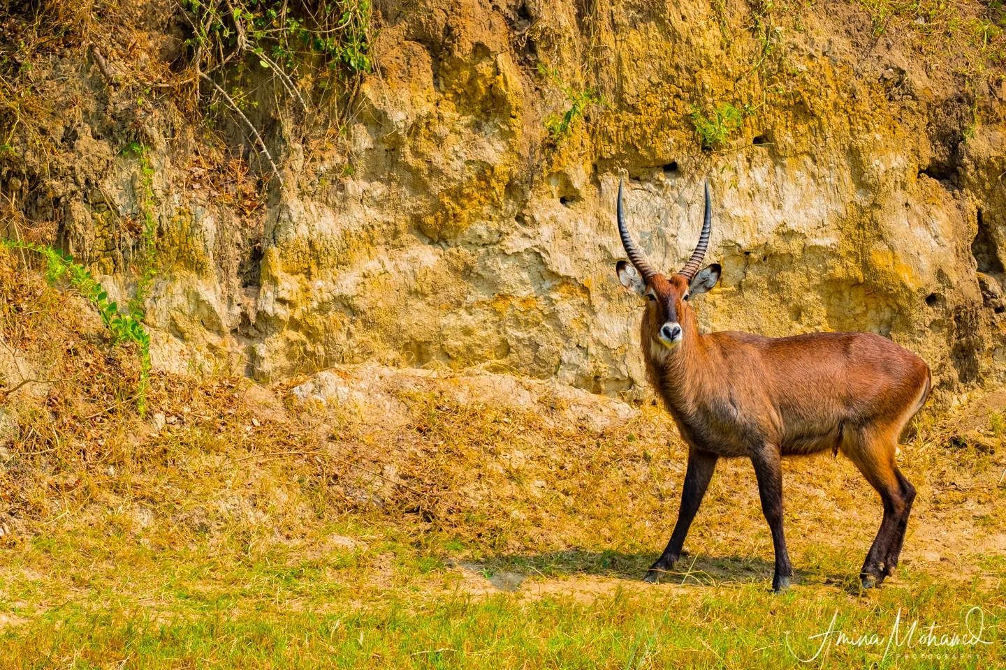 Reedbuck on shore of Kazinga Channel