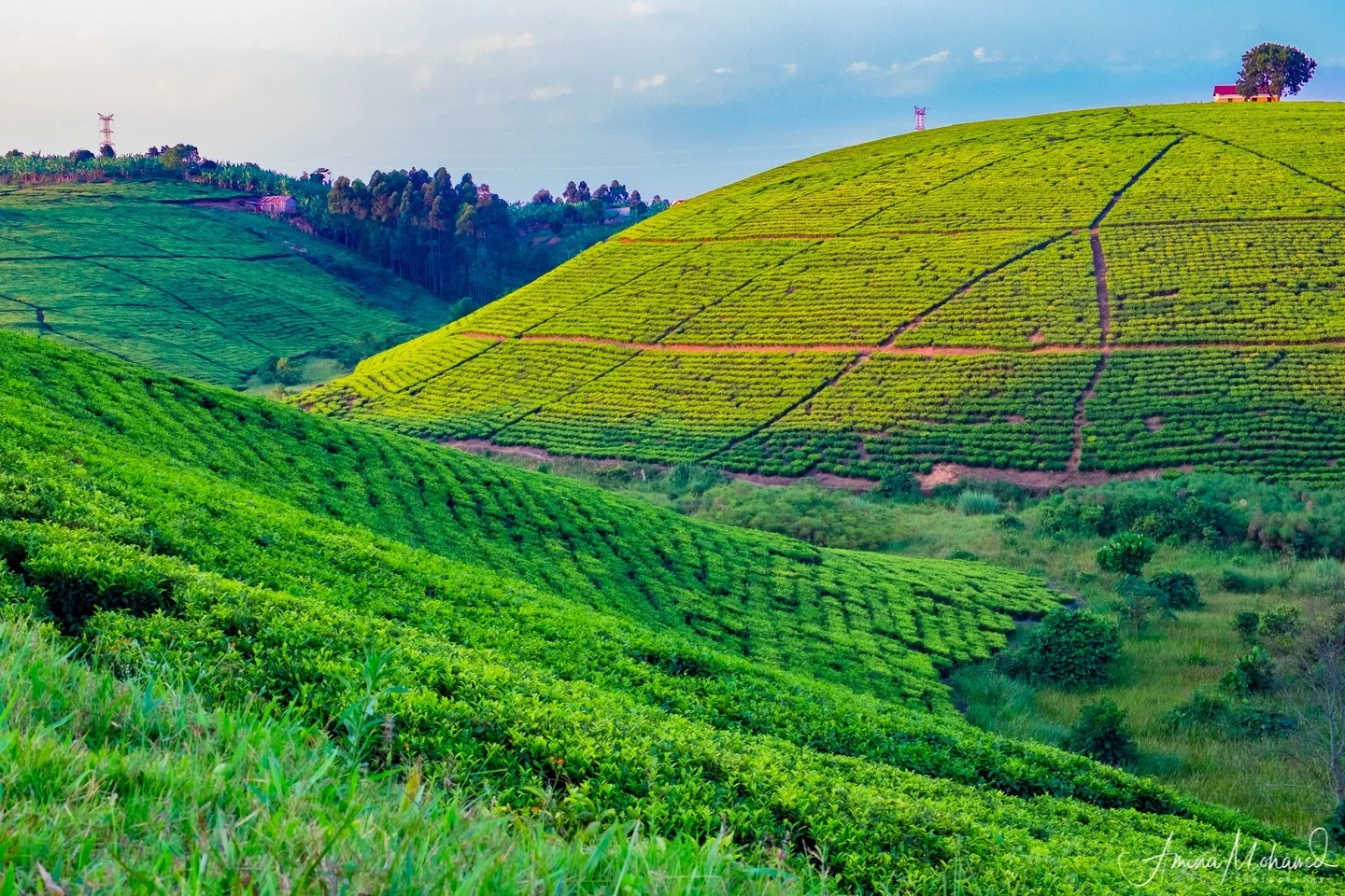 Tea Estates, Fort Portal