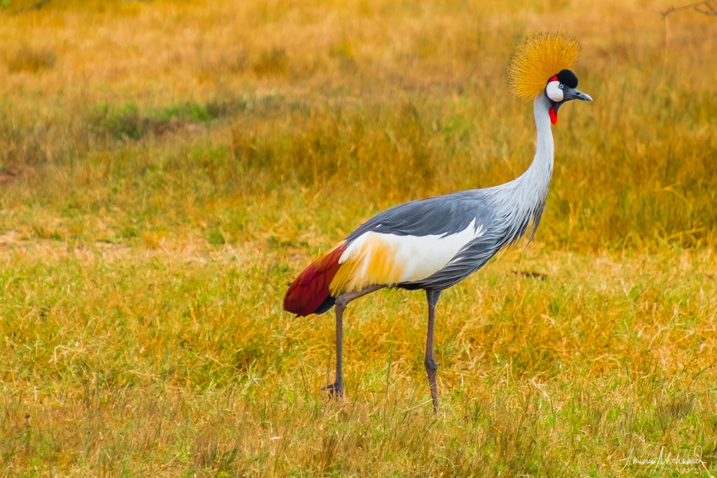 Crested Crane