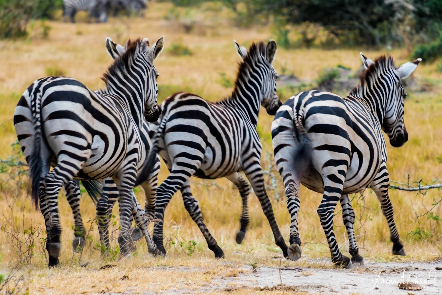 Zebra at Lake Mburo National Park