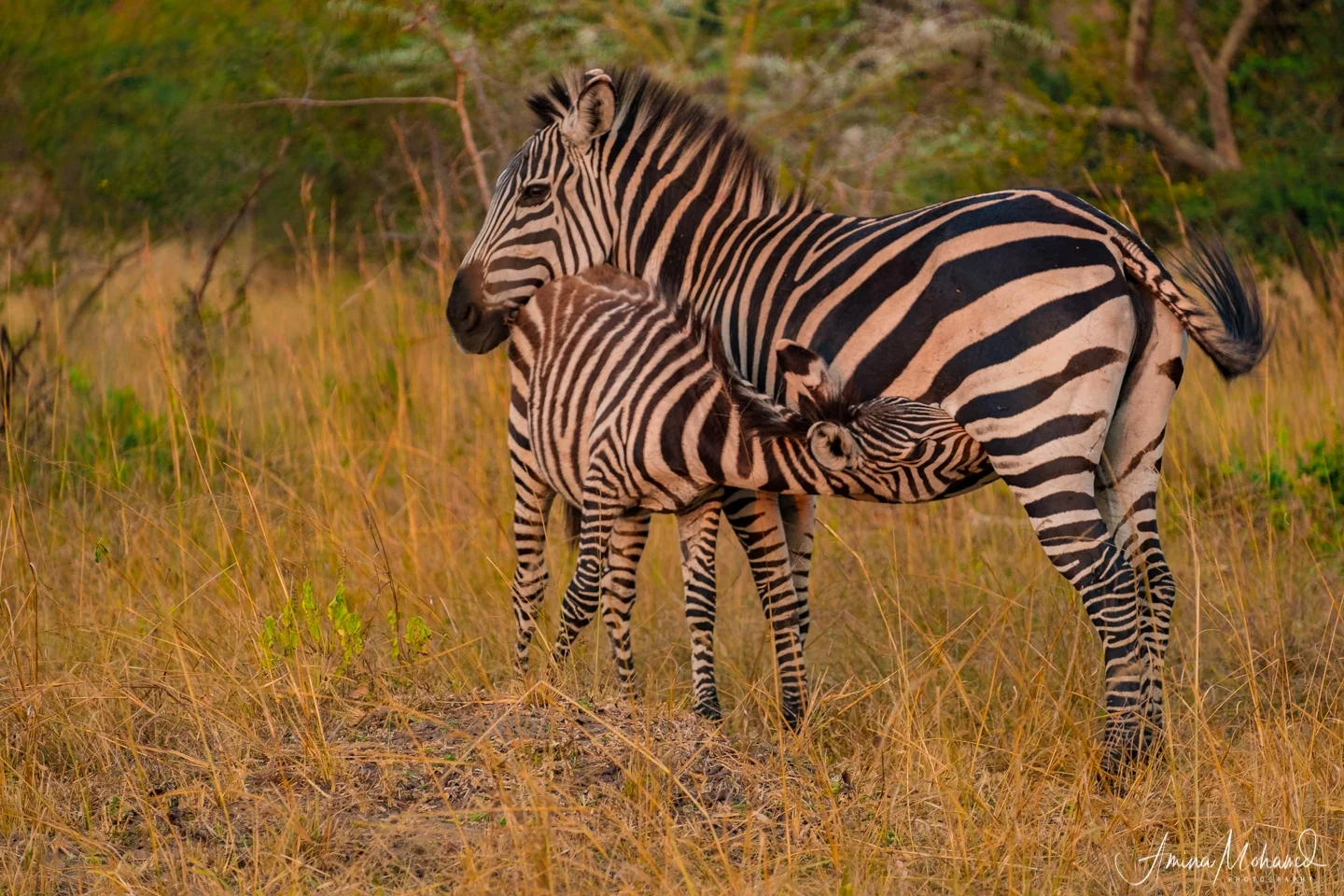 Zebra, Lake Mburo National Park