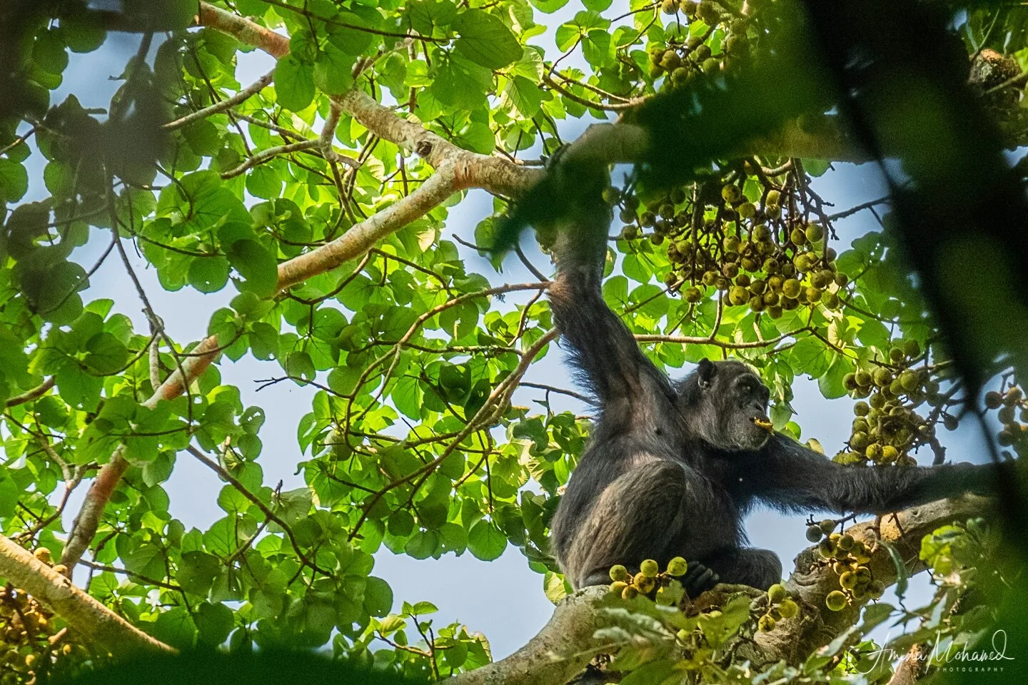 Male chimp eating figs at Kibale National Park, Uganda @Amina Mohamed Photography