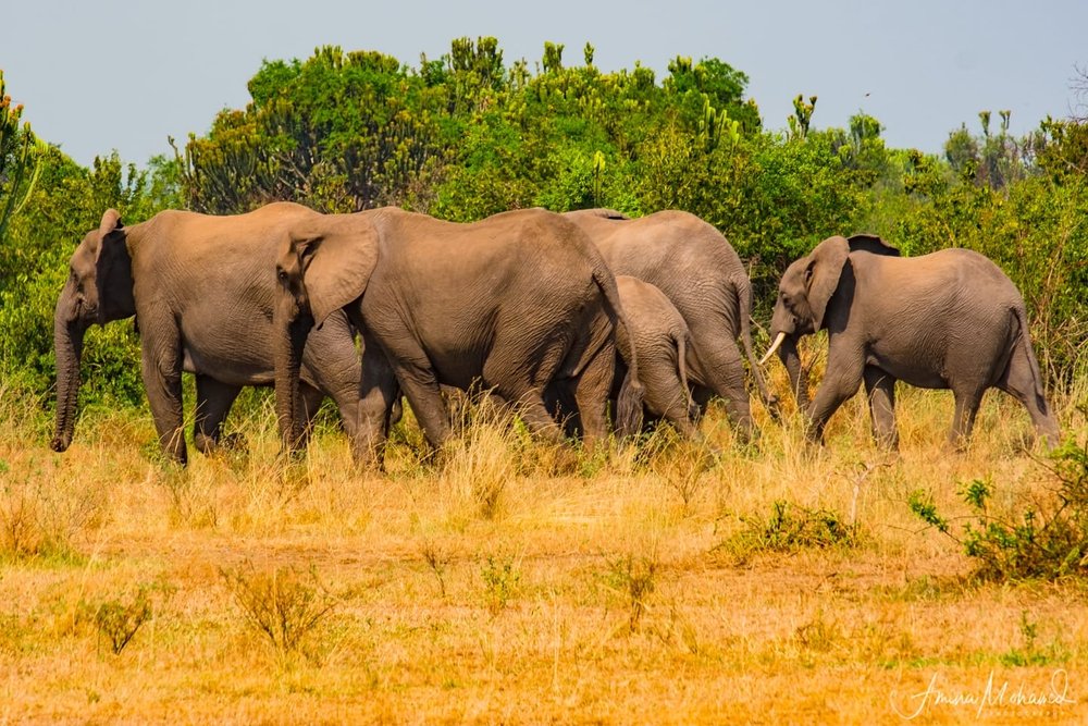 Why You Should Visit These 10 African Wildlife Safari Parks To See The Colossal African Elephants
