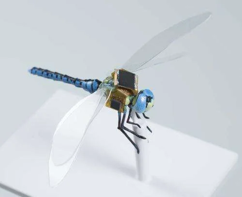 rcjDragonfly_1.jpg