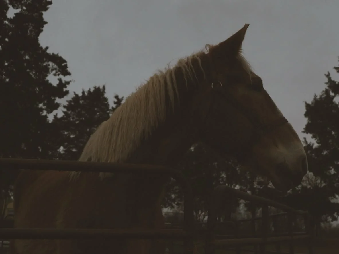 Recent visuals from the stables. #shotonfuji