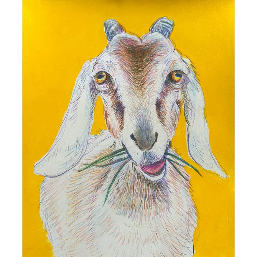 Goat-square.jpg