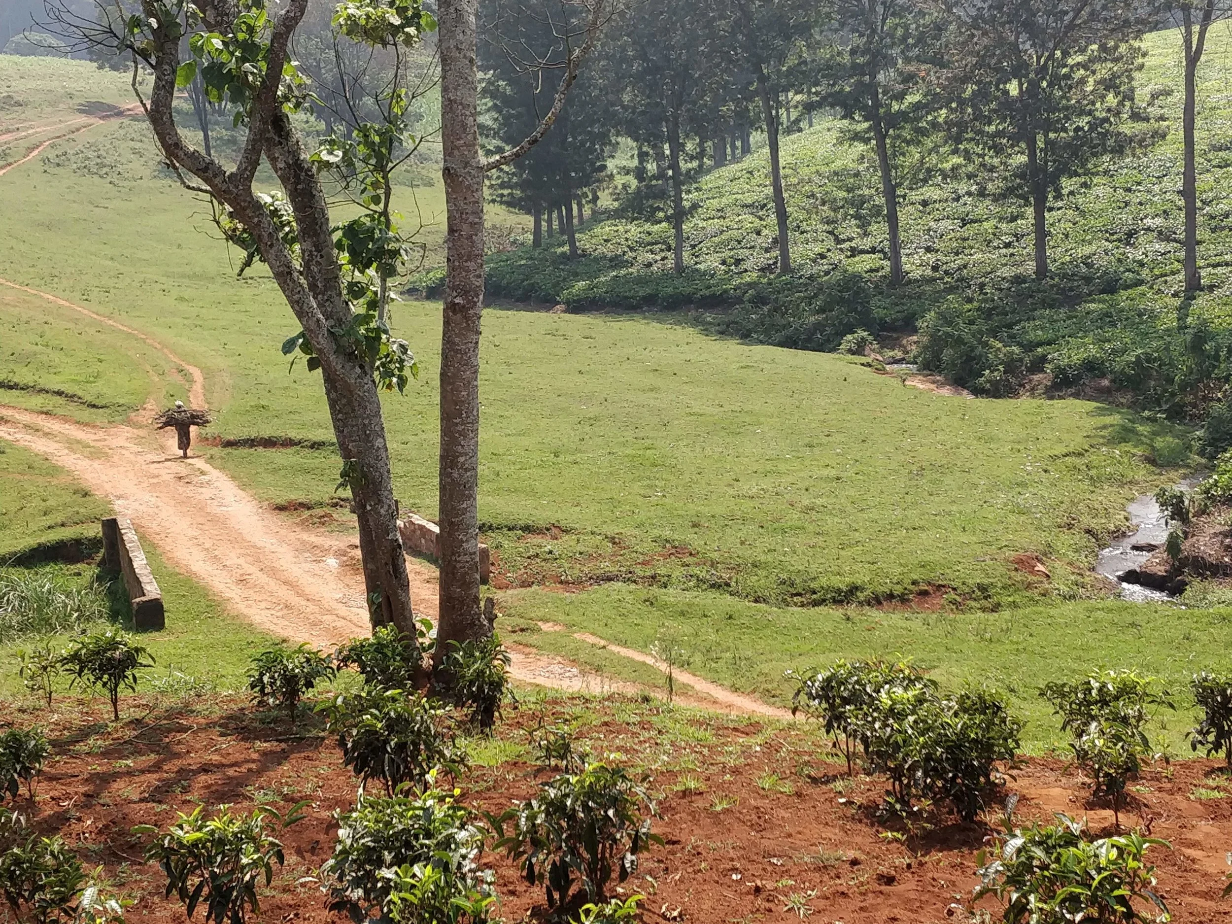 tea fields and sticks.jpg