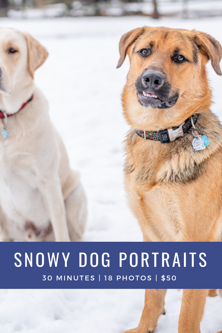 Snowy Dog Portraits.png