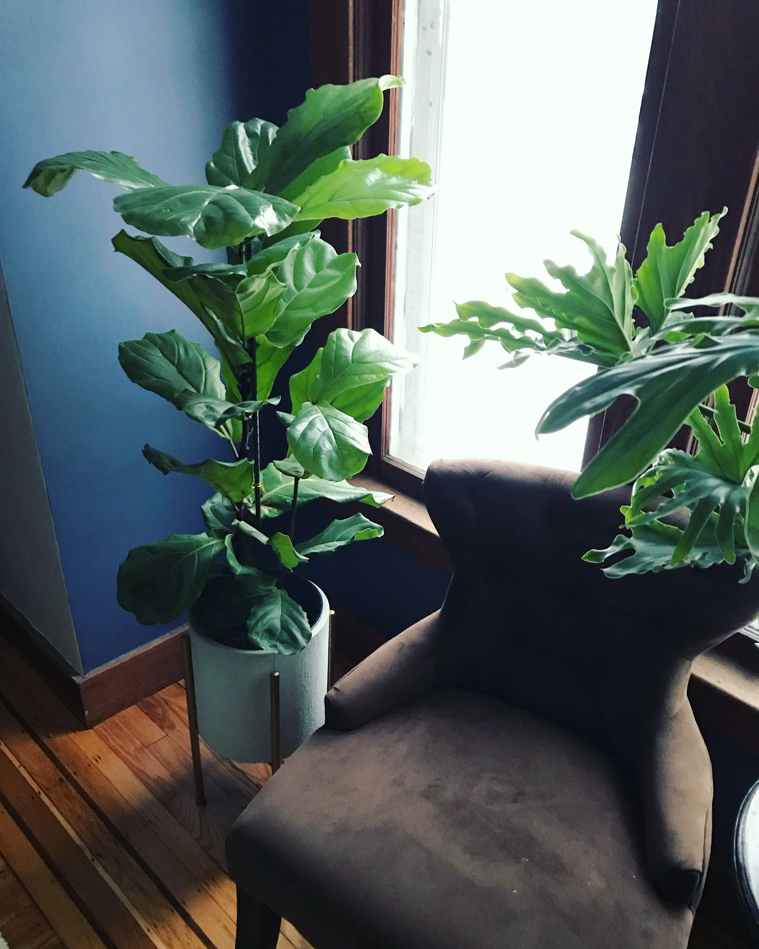 fiddle leaf fig and cats