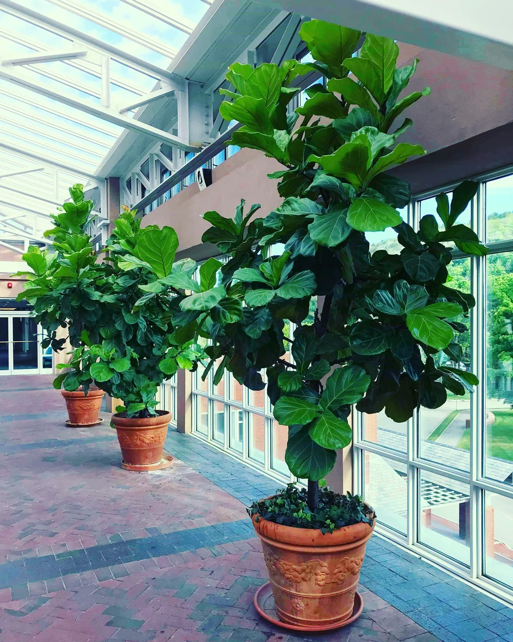 The Complete Guide To Making Indoor Tropical Plants Thrive Part 2 Advanced Fiddle Leaf Fig Care Techniques Brittanyangell Com