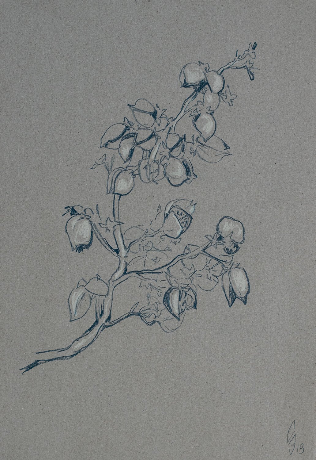 Branch