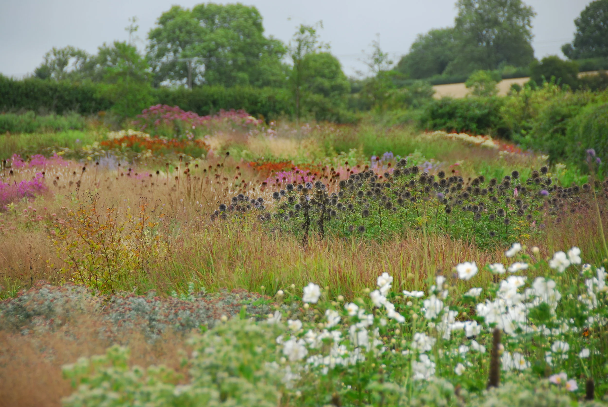 HAUSER & WIRTH “Featured in ‘Five Seasons - The Gardens of Piet Oudolf’, Hauser and Wirth reveals one of Oudolf’s more recent plantings in the UK, covering a huge field of the old farm, and morphing from areas of quite blocky planting into others of a diffuse and gauzy fuzz. Not a bad place for lunch either!”