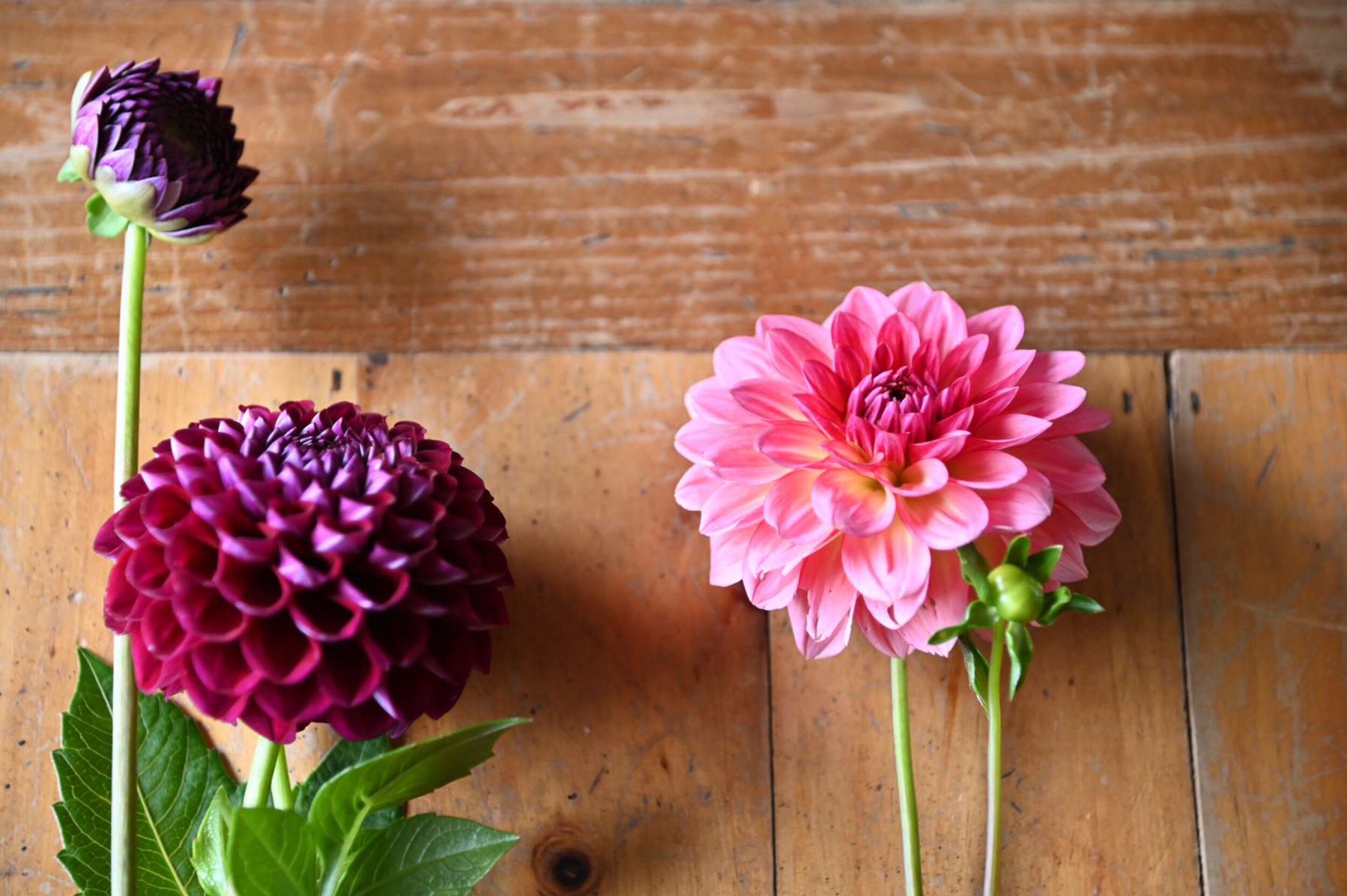 Dahlias_Green_Bee_Medford_WI_Wisconsin_Flowers_Florist_Delivery.JPG