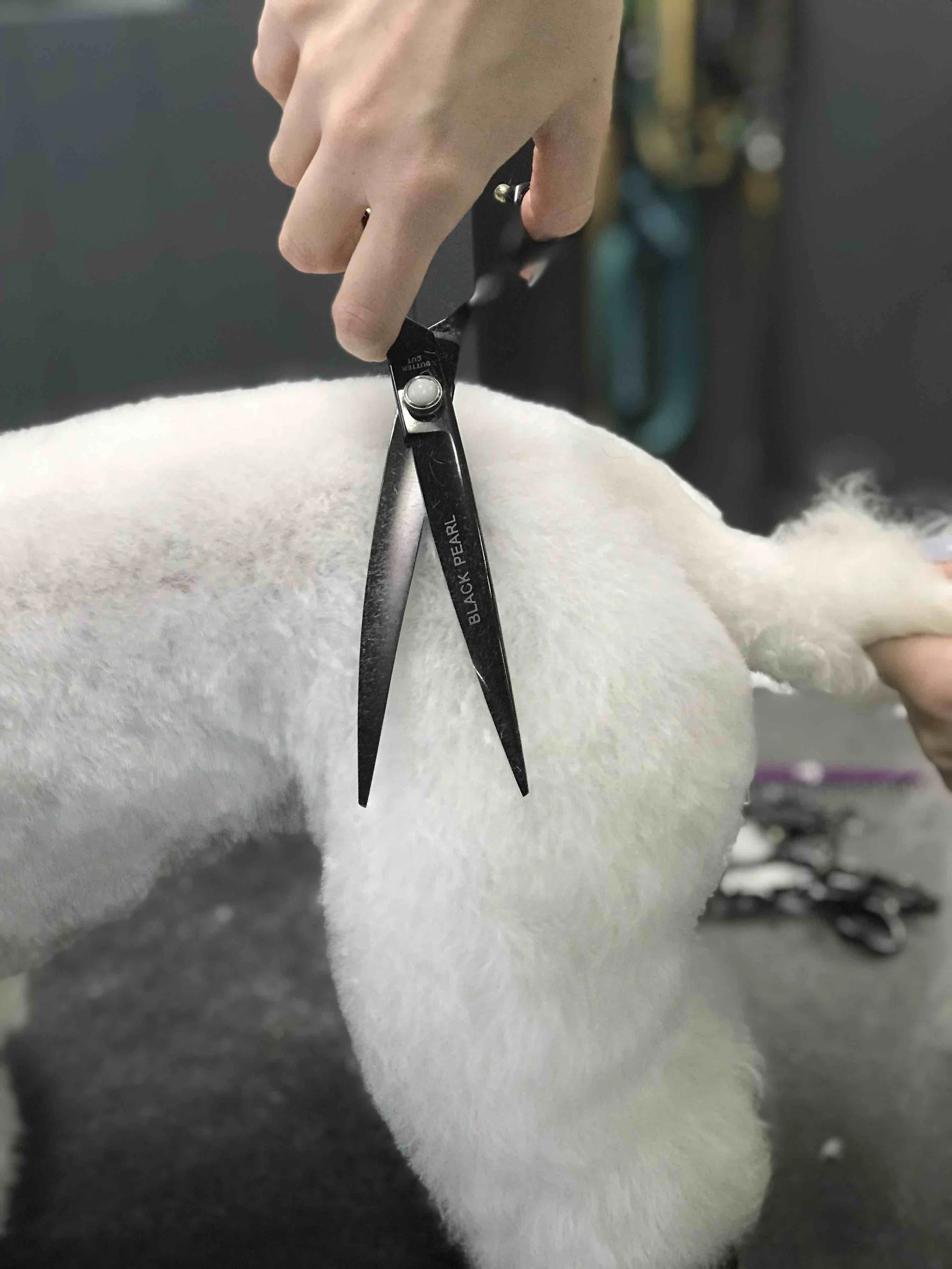 dog grooming scissoring low res.jpg